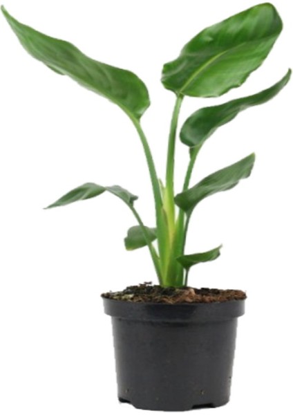 Starliçe - Strelitzia Nicolai - Cennet Kuşu (12 cm Saksıda)