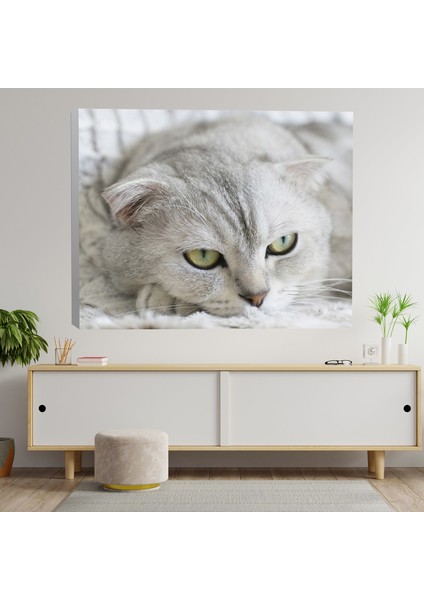 Yakın Çekim Kedi Dekoratif Kanvas Tablo