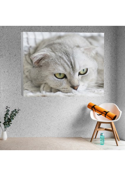 Yakın Çekim Kedi Dekoratif Kanvas Tablo
