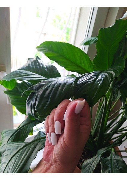 Takma Tırnak(Beyaz)