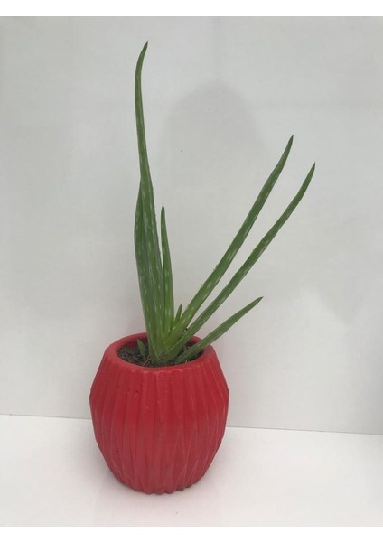 Beton Saksıda Aleovera