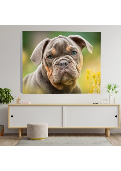 Yavru Buldog Köpek Dekoratif Kanvas Tablo