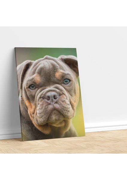 Yavru Buldog Köpek Dikey Dekoratif Kanvas Tablo