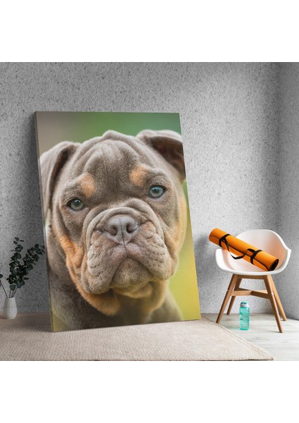 Yavru Buldog Köpek Dikey Dekoratif Kanvas Tablo