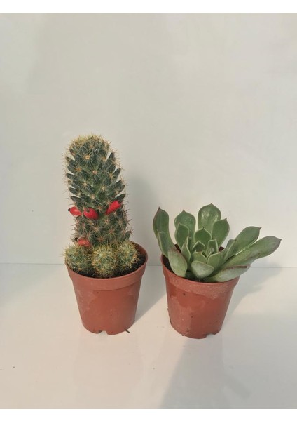 Mini Set Sukulent