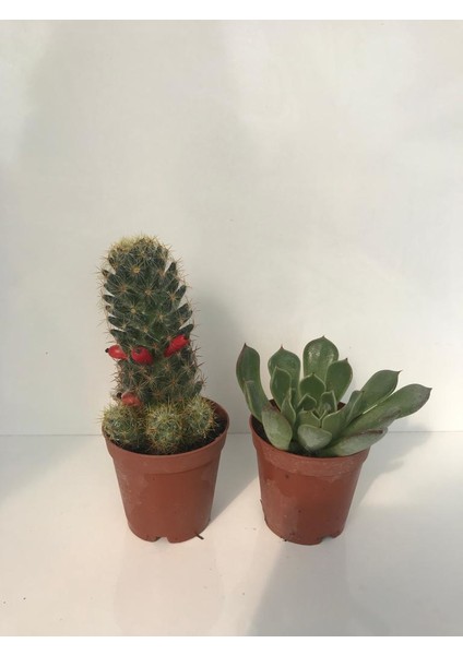 Mini Set Sukulent