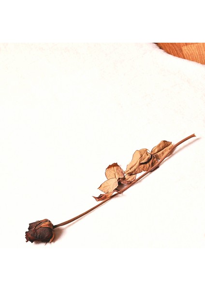 Rex Tavşanı Kısa Tüylü Post Peluş Beyaz modelleri