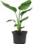 Starliçe - Strelitzia Nicolai - Cennet Kuşu (12 cm Saksıda) 1