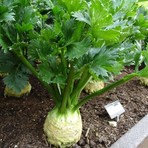 Bilgarden Kereviz (Apium Graveolens)  Fidesi (5 Adet)