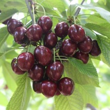 Tüplü Nadir Çeşit Bol Verimli Tam Bodur Karina Kiraz Fidanı