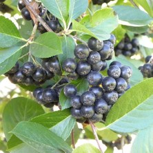 Tüplü Siyah Aronya (Aronia) Chokeberry Fidanı (15-20CM)