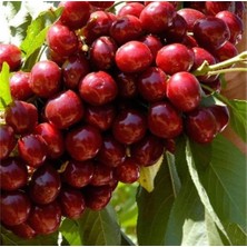 Tüplü Aromatik Bol Verimli Yarı Bodur Lapins Kiraz Fidanı