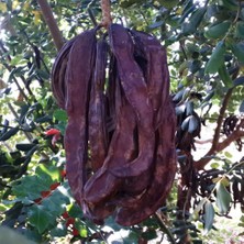 Tüplü Keçi Boynuzu (Harnup) Fidanı (80-120 Cm)
