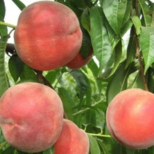 Tüplü Aşılı Verimli Çok Geçci Cresthaven Şeftali Fidanı