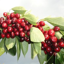 Tüplü Yüksek Verimli Yarı Bodur Lambert Kiraz Fidanı