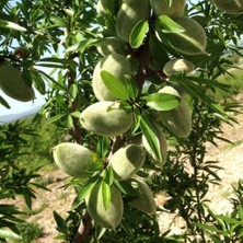 Tüplü Aşılı Bol Verimli Yarıbodur Amerikan Teksas (Texas) Badem Fidanı