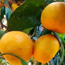 Tüplü Aşılı Bol Verimli Primasol Mandalina Fidanı