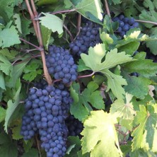 Tüplü Iri Salkımlı Nevşehir Dimrit Üzüm Fidanı