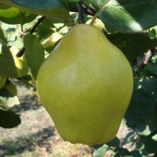 Tüplü Aşılı Bol Sulu Verimli Tam Bodur Ege 22 Istanbul Ayva Fidanı