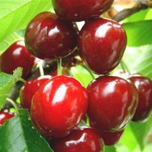 Tüplü Aşılı 0900 Ziraat Uzun Saplı Napolyon Kiraz Fidanı