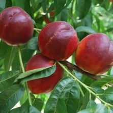 Tüplü Orta Geçci Verimli Yarı Bodur Venüs Nektarin Fidanı