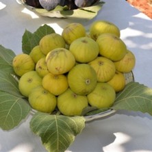 Tüplü Sultan Selim Incir Fidanı