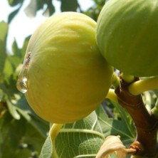 Tüplü Ballı Beyaz Lob Incir Fidanı