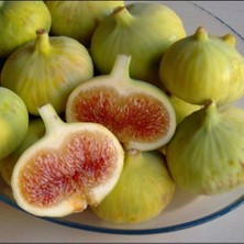 Tüplü Aydın Sarı Lob Incir Fidanı