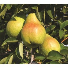 Tüplü Aşılı Aromatik Leziz Williams (Barlett) Armut Fidanı
