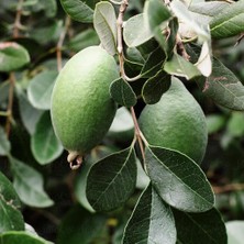 Tüplü Nadir Bulunan Feijoa (Kaymak Ağacı) Fidanı
