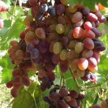 Tüplü Siirt Yüksek Aromalı Tayfi Üzüm Fidanı