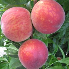 Tüplü Aşılı Bol Verimli Vista Rich Şeftali Fidanı