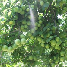 Tüplü Aşılı Yüksek Verimli Bol Sulu Papaz Erik Fidanı