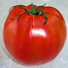 Bilgarden F1 Aşılı Tybeef Köy Domatesi Fidesi (4 Adet)