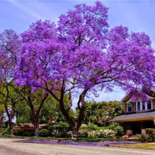 Tüplü Jacaranda (Jakaranda) Ağacı Fidanı