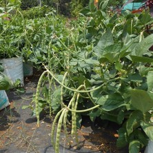 Bilgarden Doğal Oturak Börülce Fidesi (5 Adet)