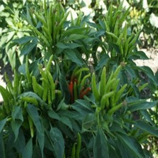 Bilgarden Kardeşler Yediveren Süs Biberi Fidesi (5 Adet)