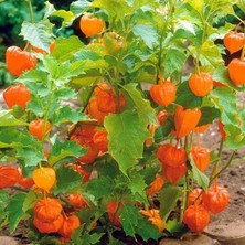 Bilgarden Şifalı Jumbo Boy  Altın Çilek Yer Kirazı Fidesi (2 Adet)