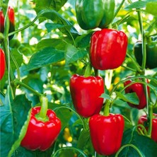 Bilgarden Doğal Dolmalık Kırmızı Biber Fidesi (5 Adet)