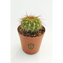 Toptan Kaktüs Echinopsis Mamillosa Kaktüs - 5.5 cm Saksıda