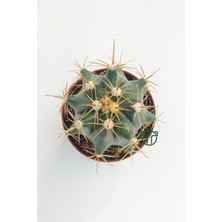 Toptan Kaktüs Ferocactus Horridus Kaktüs - 5.5 cm Saksıda