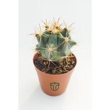 Toptan Kaktüs Ferocactus Horridus Kaktüs - 5.5 cm Saksıda