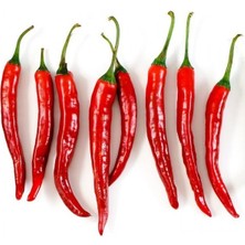 Tohum Bul Acı Şili Biber Fidesi (4 Adet)