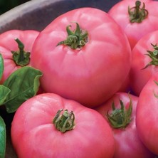 Tohum Bul Yarı Sırık Az 81 Dilimli Dev Meyveli Pembe Domates Fidesi (5 Adet)