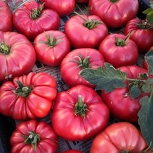 Tohum Bul Çok Iri Meyveli Sevcan Sırık Pembe Domates Fidesi (5 Adet)