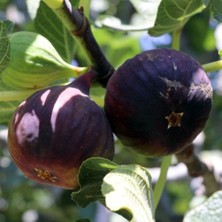 Tohum Bul Tüplü Iri Meyveli Dürdane Bursa Siyahı Incir Fidanı (100-150 Cm)