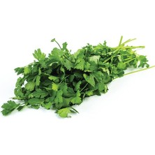 Tohum Bul Aşotu (Kişniş) Fidesi (5 Adet)