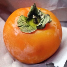 Tohum Bul Tüplü Üstün Verimli Rojo Brillant Trabzon Hurması Fidanı