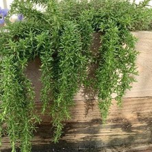 Tohum Bul Sarkan Riveria Biberiye Fidesi (2 Fide)