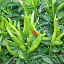 Tohum Bul Beşparmak Çok Acı Yediveren Süs Biberi Fidesi (5 Adet)